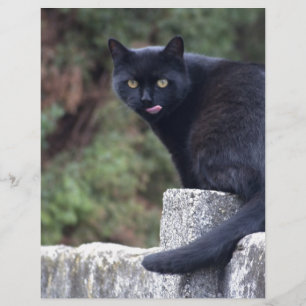 Papier Chat noir