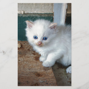 Papier Chaton blanc