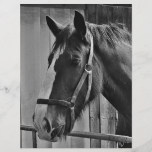 Papier Cheval blanc noir - Art de la photographie animale