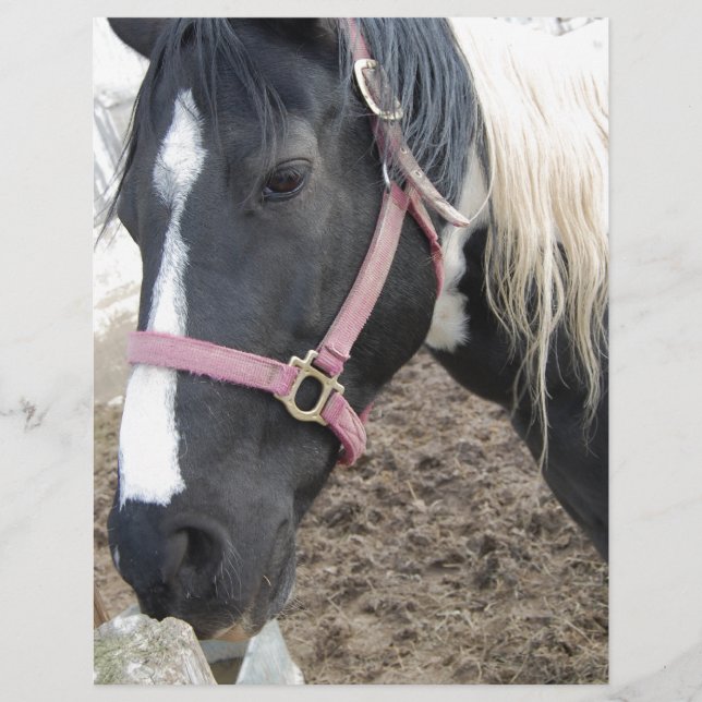 Papier Cheval Paint Pinto (Devant)