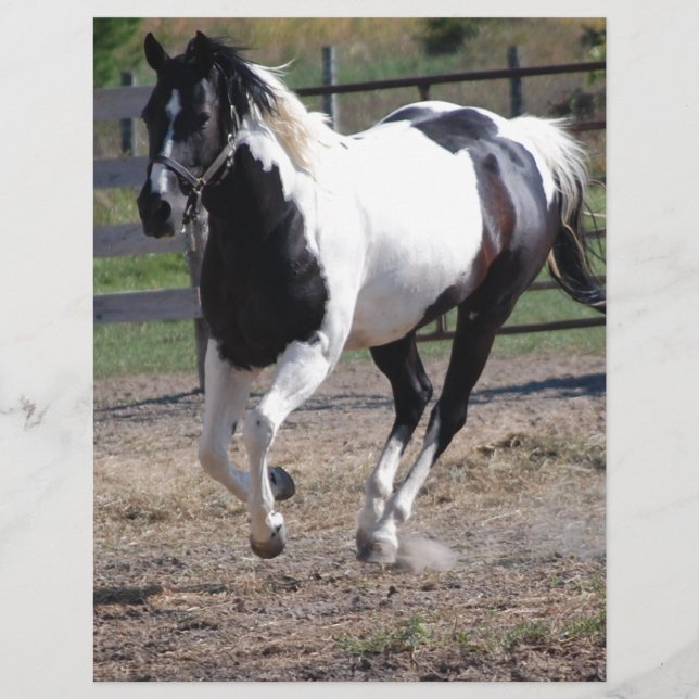 Papier Cheval Pinto Paint (Devant)