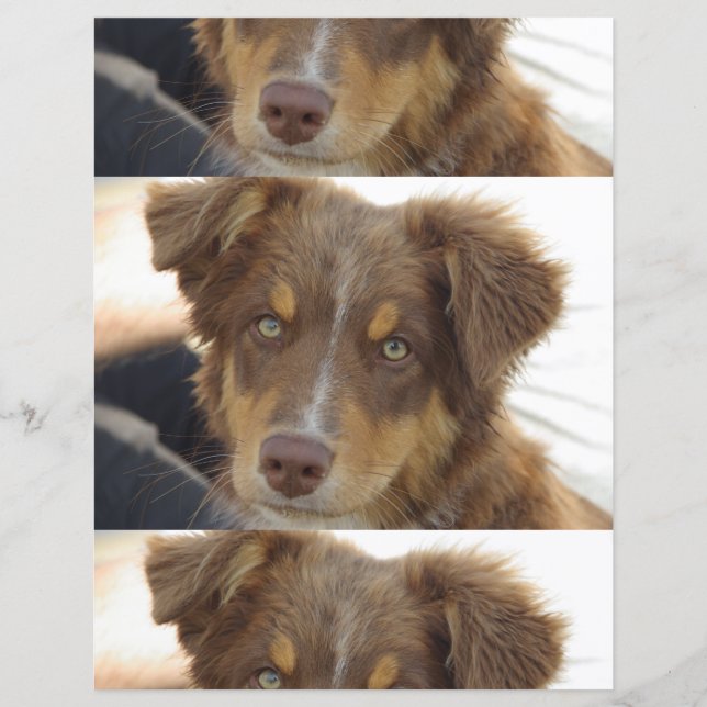 Papier chiot Aussie rouge tricolore (Devant)
