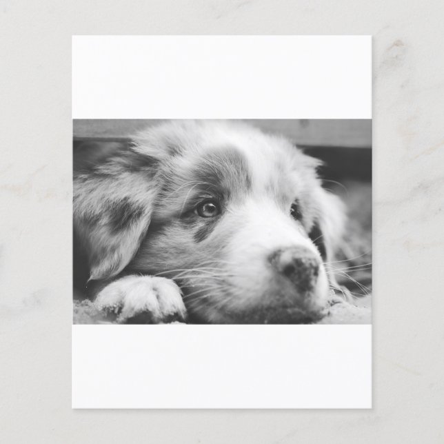 Papier chiot berger australien nb (Devant)