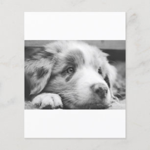 Papier chiot berger australien nb