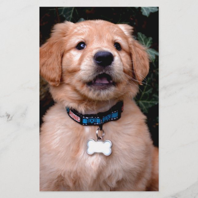 Papier Chiot Golden Retriever (Devant)