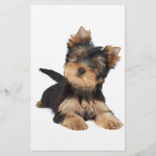Papier chiot yorkie mignonne