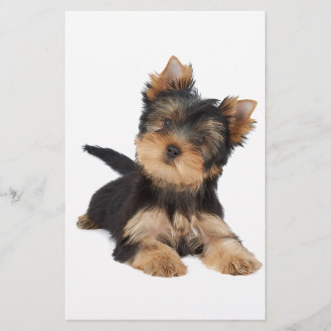 Papier chiot yorkie mignonne (Devant)