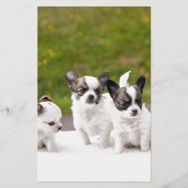 Papier chiots-453532.jpg (Devant)