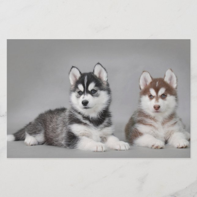Papier Chiots husky sibériens (Devant)