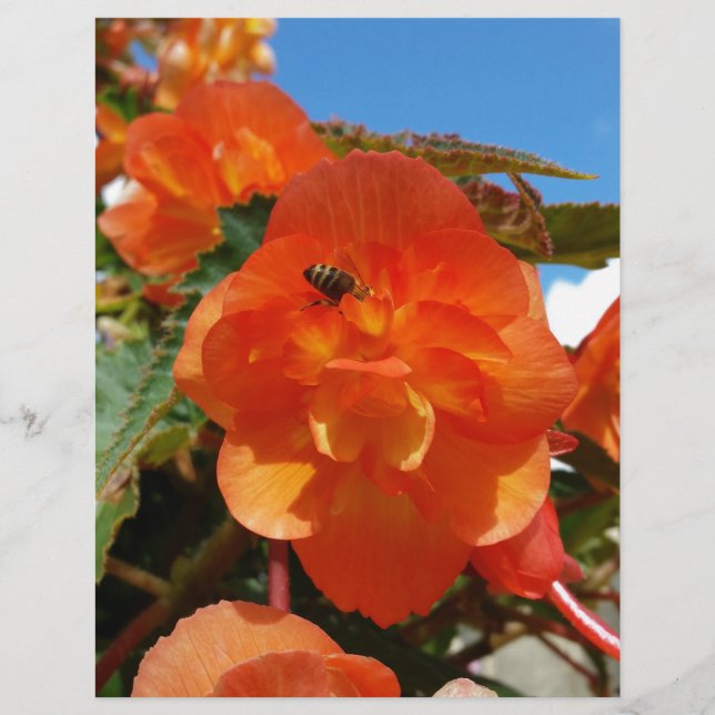 Papier ciel, fleurs et abeille (Devant)