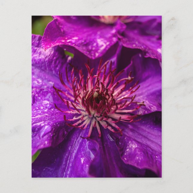 Papier Clematis Le Président (Devant)