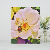 Papier Coléoptère japonais sur rose blanche (Debout devant)