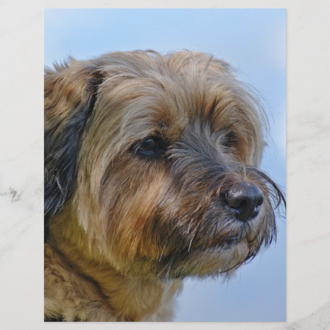 Papier Conception Terrier (Devant)