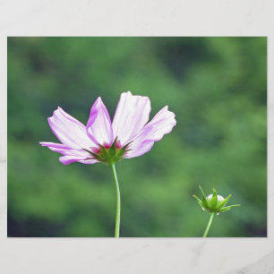 Papier Cosmos