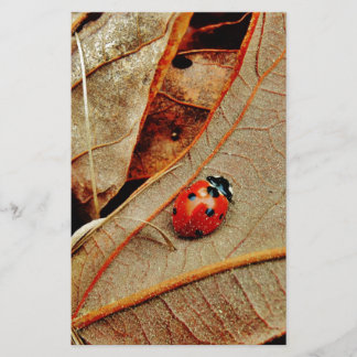 Papier cute Ladybug costume