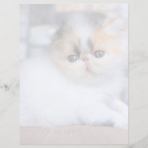 Papier Cutest Baby Animals Calico Persian Kitten