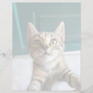 Papier Cutest Baby Animals Cute Tabby Kitten