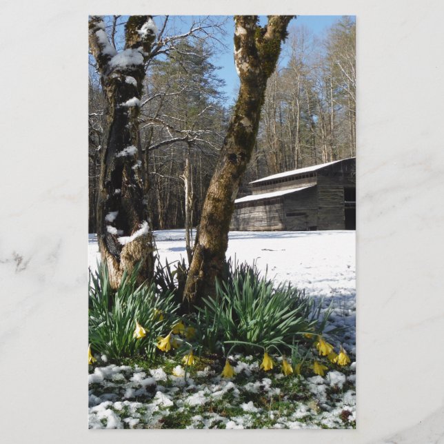 Papier Daffodils flowers dans la neige (Devant)