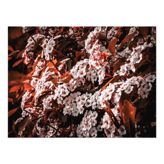 Papier d'agrandissement photo (Devant)