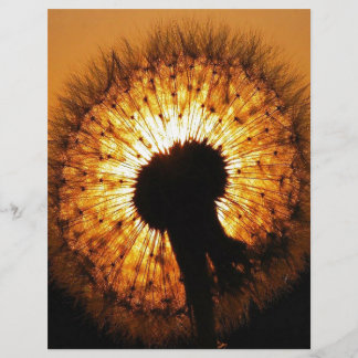 Papier Dandelion au coucher du soleil