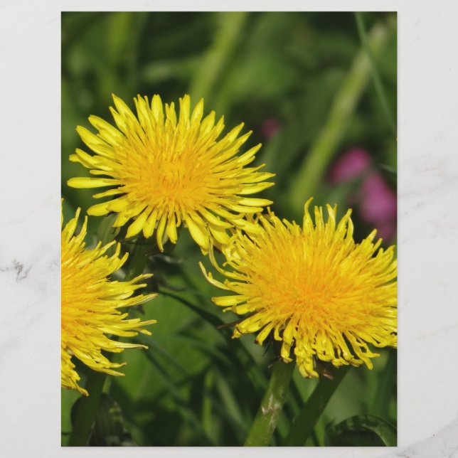Papier Dandelions (Devant)