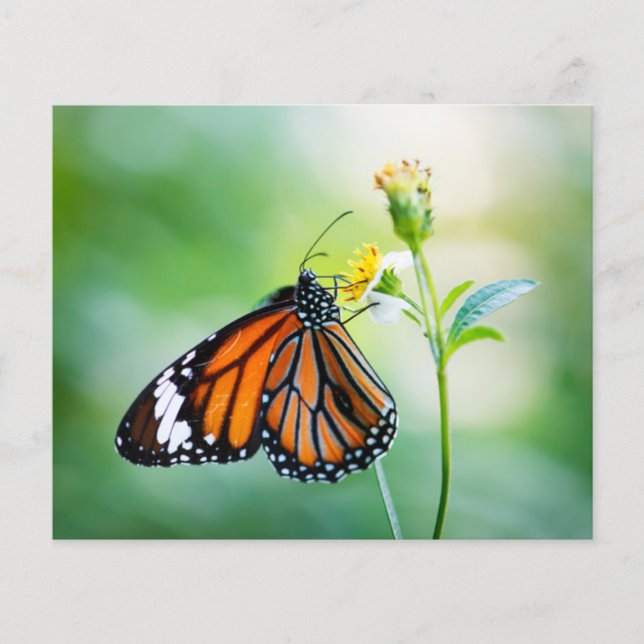 papier de fond pour album de découpage de papillon (Devant)