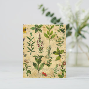 Papier de scrapbook botanique herbal vintage
