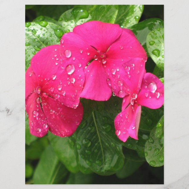 Papier de scrapbooking Joli Rose Spring Flowers (Devant)