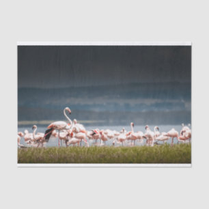 Papier de soie de soie avec l'image des Flamants