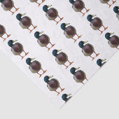 Papier de soie de soie de canard de Mallard (Détail)