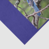 Papier de soie de soie de geai bleu (Détail)