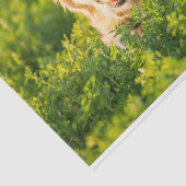 Papier de soie de soie de golden retriever (Détail)