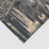 Papier de soie de soie du Texas Longhorn (Détail)