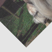 Papier de soie de soie effronté de chèvre (Détail)