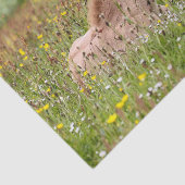 Papier de soie de soie islandais de poulain de (Détail)