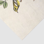 Papier de soie éphémère d'oiseaux d'Audobon (Détail)