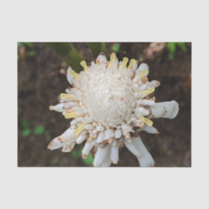 Papier de soie fleur de gingembre torche blanche h
