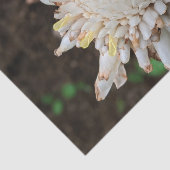 Papier de soie fleur de gingembre torche blanche h (Détail)