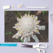 Papier de soie fleur de gingembre torche blanche h (Artisanat)