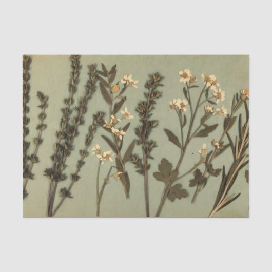 Papier de soie Herbes Rustiques & Fleurs Sauvages (Recto)