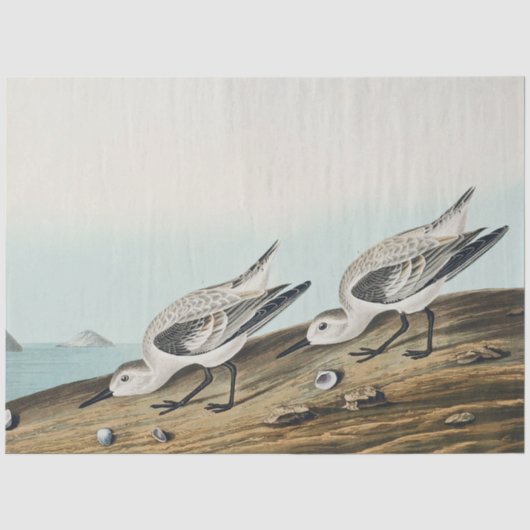 papier de soie mouettes sanderling audobon côtier (Recto)
