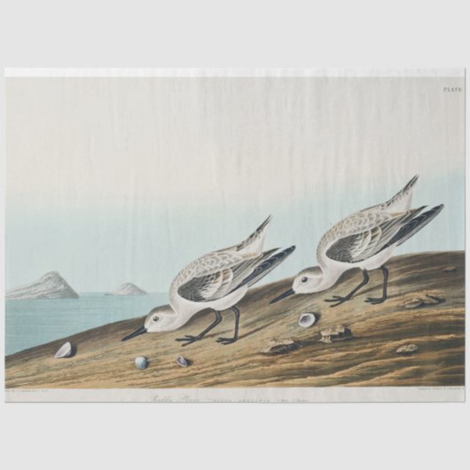 papier de soie sanderling mouettes audobon côtier (Recto)