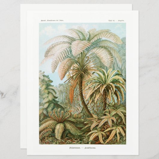 Papier de tissu Ernst Haeckel Palm Tree (Devant / Derrière)