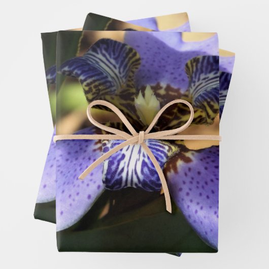 Papier d'emballage en iris marchant (En situation)