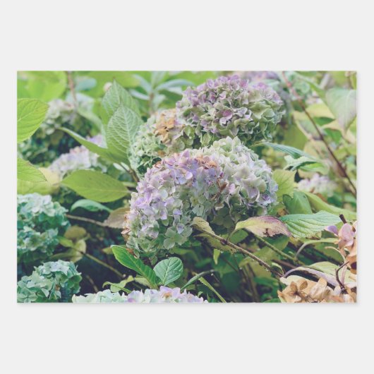 Papier d'emballage Hydrangeas (Devant 3)