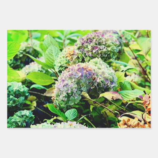 Papier d'emballage Hydrangeas (Devant)