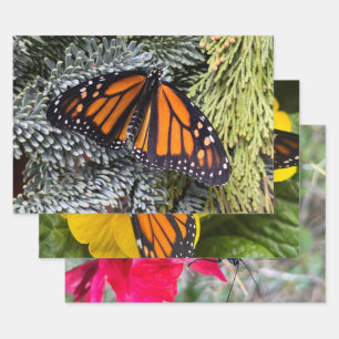 Papier d'emballage papillon monarque