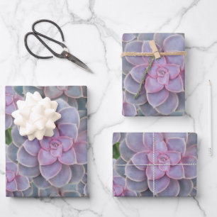 Papier d'enrobage floral Succulent pourpre
