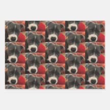 Papier d'enveloppement de Staffordshire Bull Terri