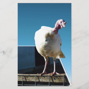 Papier Dindon Popout Art,